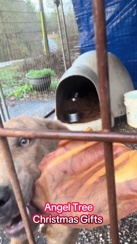 Post 4 by monroecountyALanimalshelter on TikTok (video)