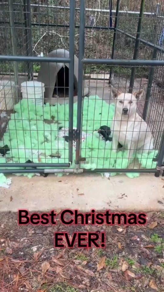Post 1 by monroecountyALanimalshelter on TikTok (video)