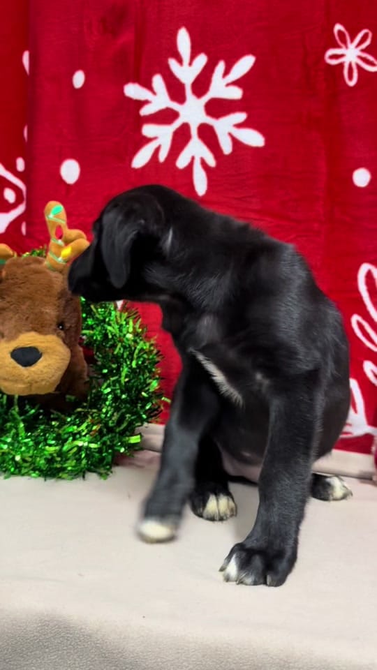 Post 10 by monroecountyALanimalshelter on TikTok (video)