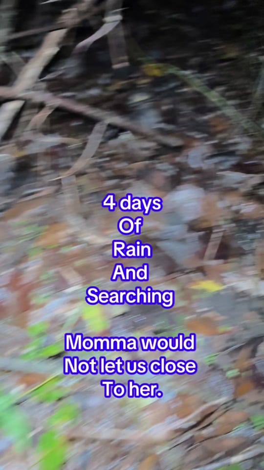 Post 7 by monroecountyALanimalshelter on TikTok (video)