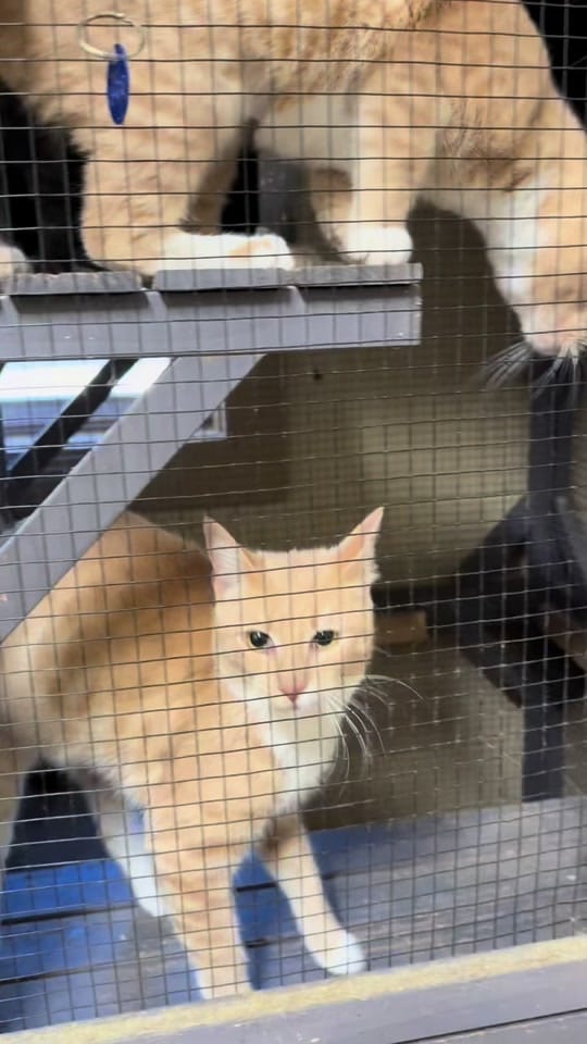 Post 6 by monroecountyALanimalshelter on TikTok (video)