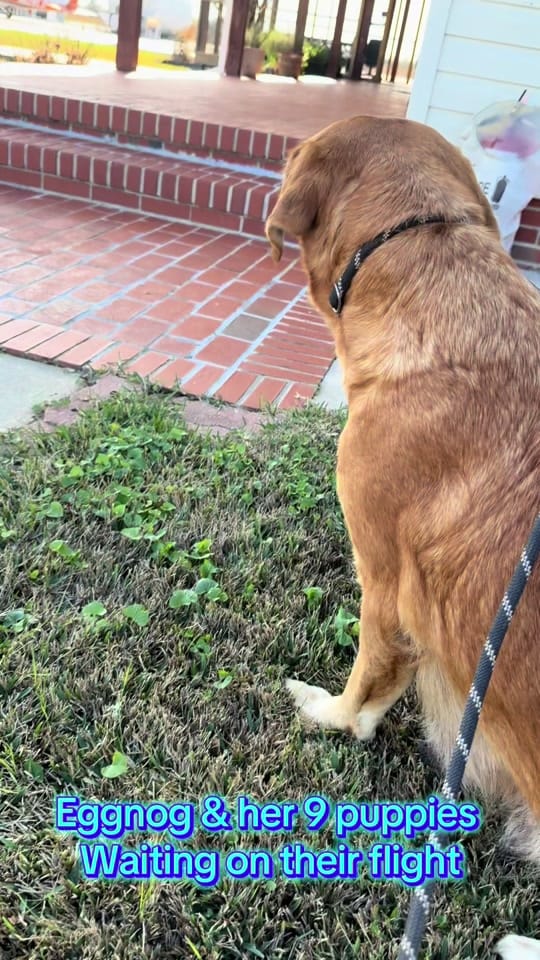 Post 9 by monroecountyALanimalshelter on TikTok (video)