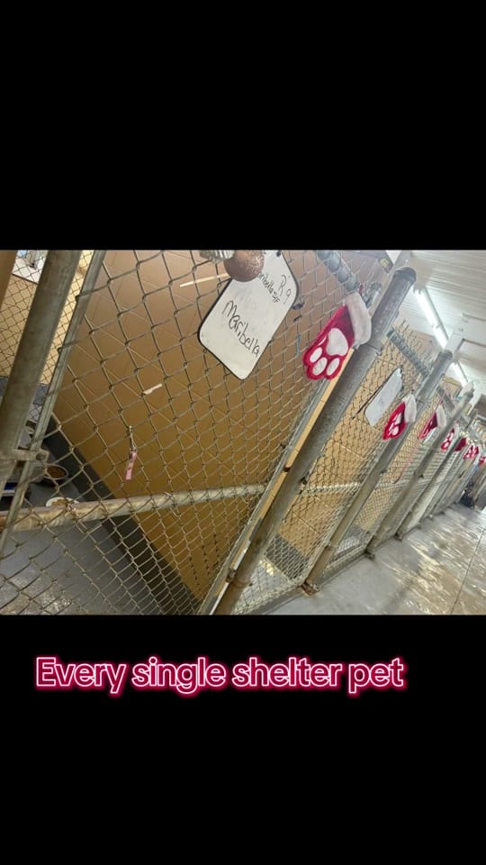 Post 2 by monroecountyALanimalshelter on TikTok (video)
