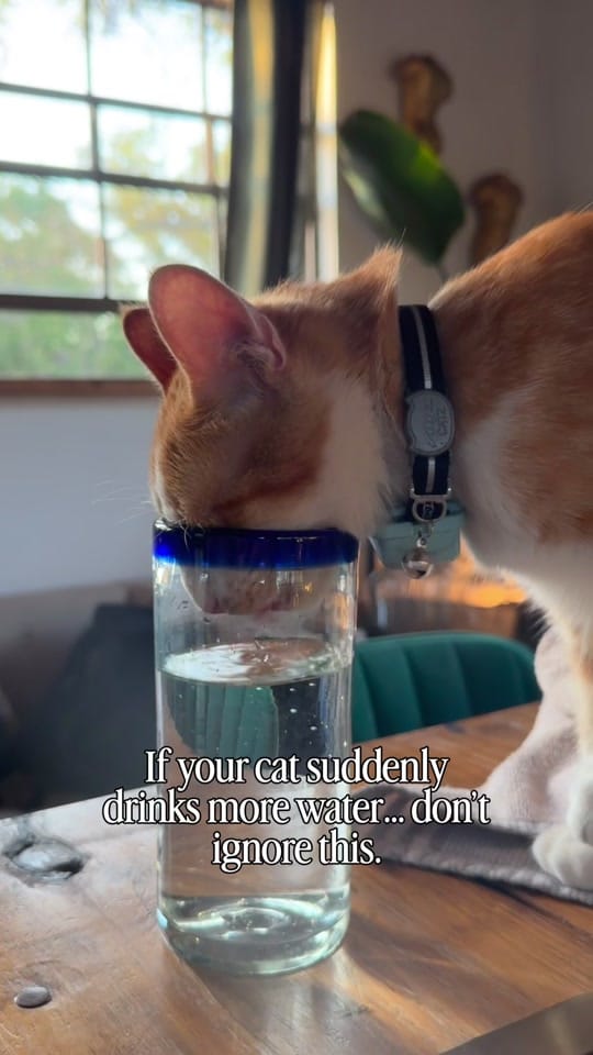 Post 6 by dr.mikewalker on TikTok (video)