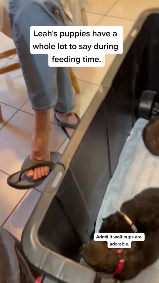 Post 1 by Animal Medical & Surgical Hosp on TikTok (video)