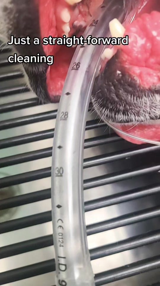 Post 7 by Animal Medical & Surgical Hosp on TikTok (video)