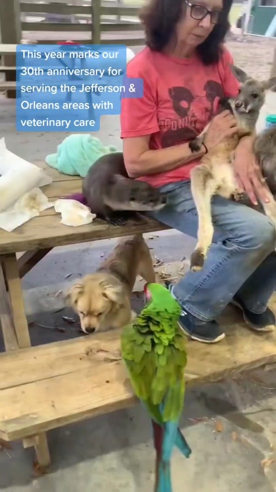 Post 9 by Animal Medical & Surgical Hosp on TikTok (video)