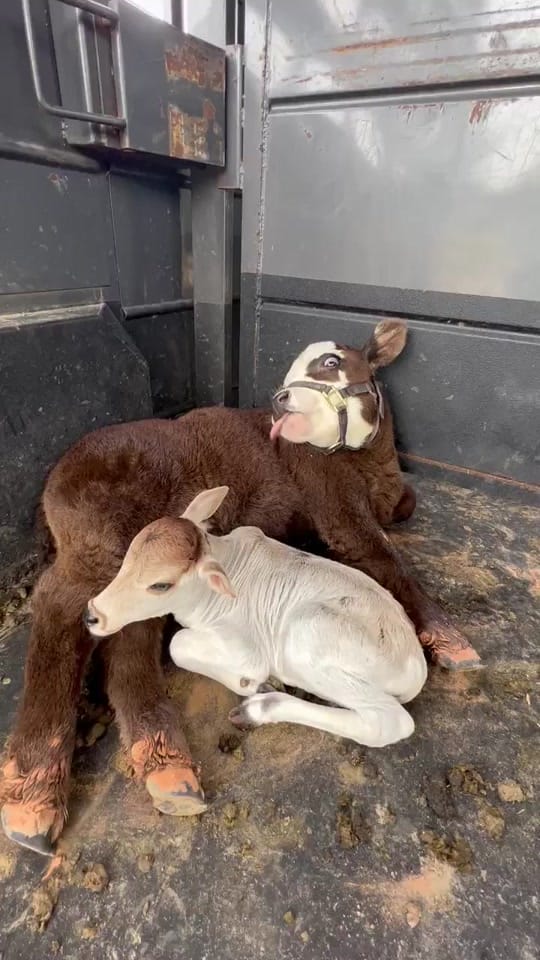 Post 2 by Animal Medical & Surgical Hosp on TikTok (video)