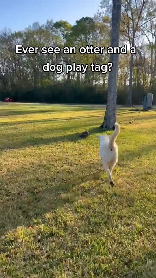 Post 8 by Animal Medical & Surgical Hosp on TikTok (video)