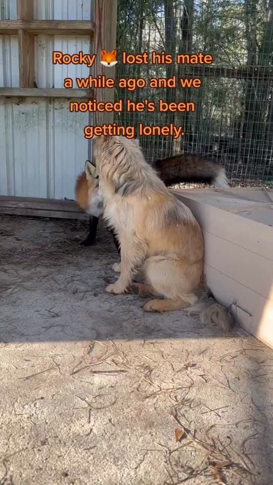 Post 10 by Animal Medical & Surgical Hosp on TikTok (video)