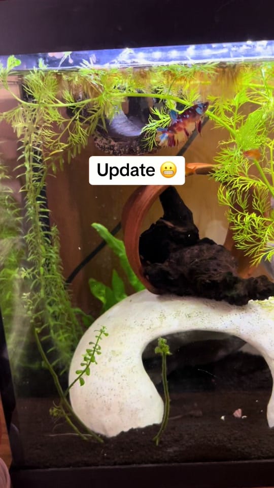 Post 1 by Kelsieeee on TikTok (video)