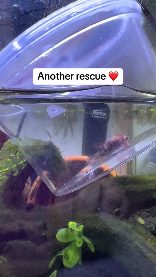 Post 6 by Kelsieeee on TikTok (video)