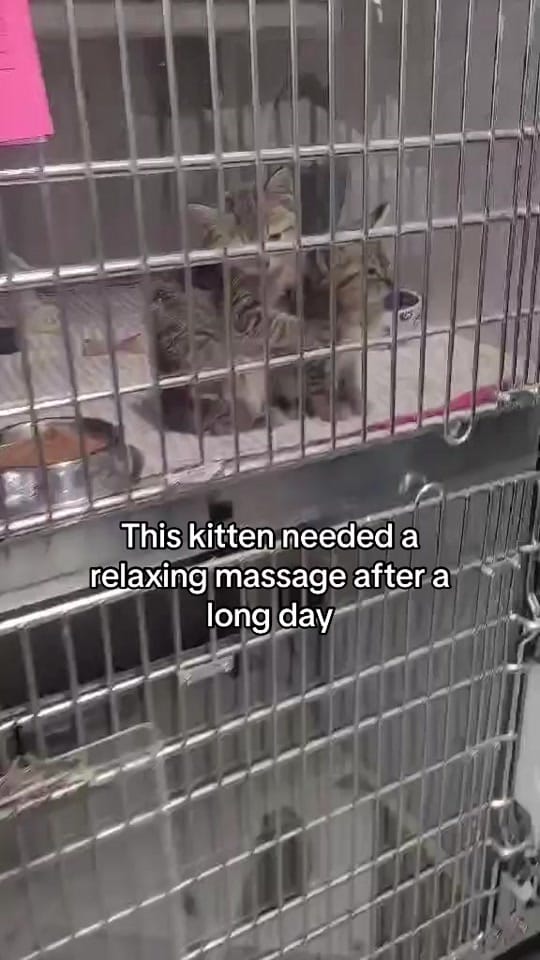 Post 5 by Animal Rescue League of Iowa on TikTok (video)