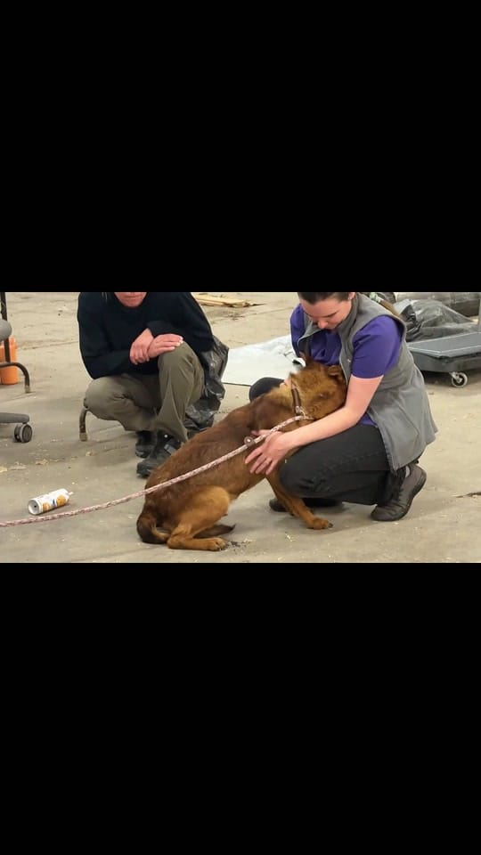Post 1 by Animal Rescue League of Iowa on TikTok (video)