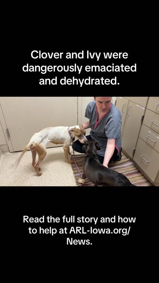 Post 8 by Animal Rescue League of Iowa on TikTok (video)