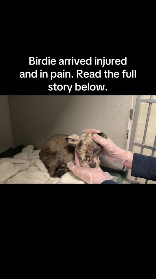 Post 4 by Animal Rescue League of Iowa on TikTok (video)