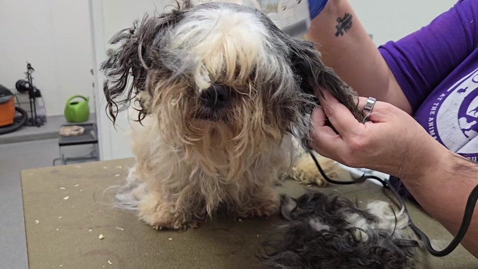Post 6 by Animal Rescue League of Iowa on TikTok (video)