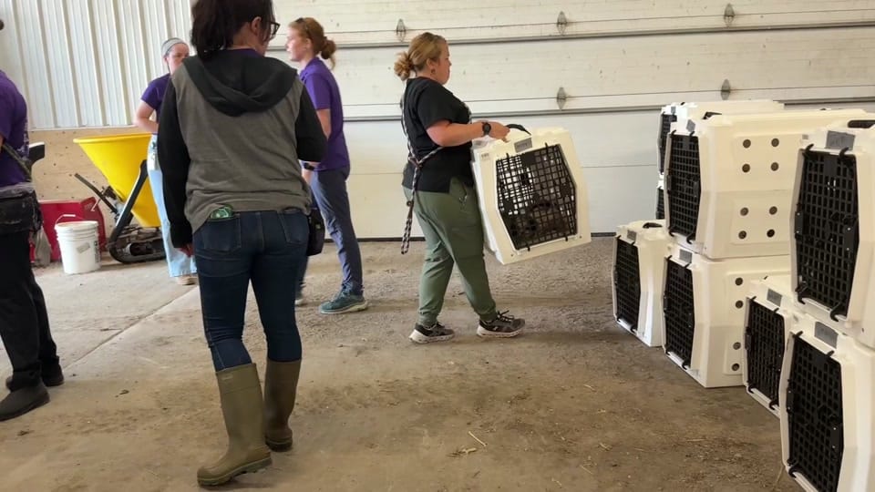 Post 7 by Animal Rescue League of Iowa on TikTok (video)