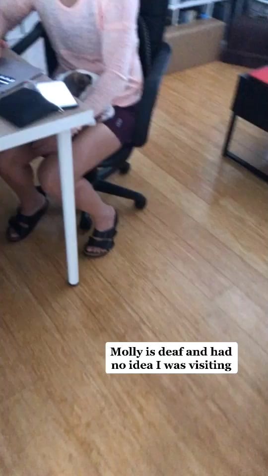 Post 9 by Pet UGC Creator👑KING KINGSLEY on TikTok (video)