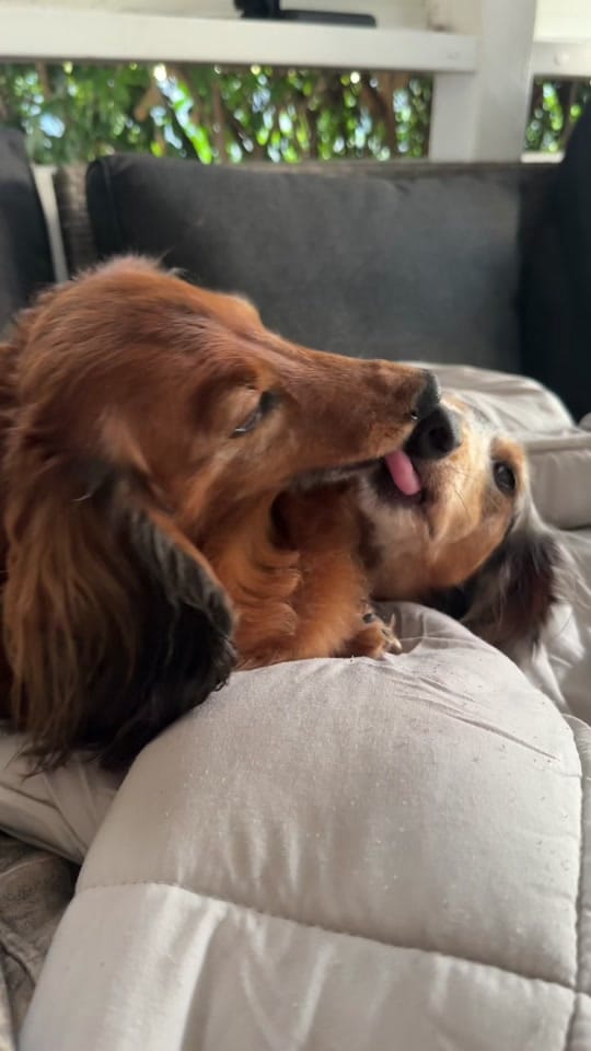 Post 6 by Pet UGC Creator👑KING KINGSLEY on TikTok (video)
