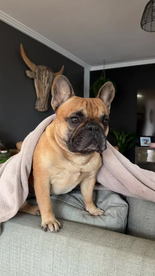 Post 4 by Pet UGC Creator👑KING KINGSLEY on TikTok (video)
