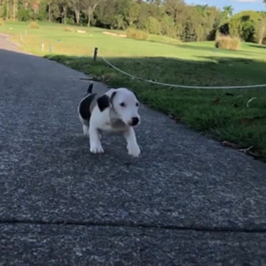 Post 5 by Pet UGC Creator👑KING KINGSLEY on TikTok (video)