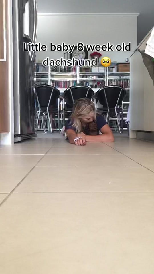 Post 8 by Pet UGC Creator👑KING KINGSLEY on TikTok (video)