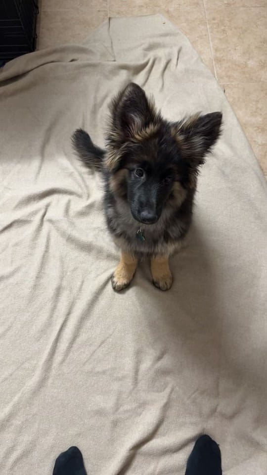 Post 10 by Lil_Willow on TikTok (video)