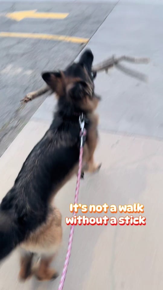 Post 7 by Lil_Willow on TikTok (video)