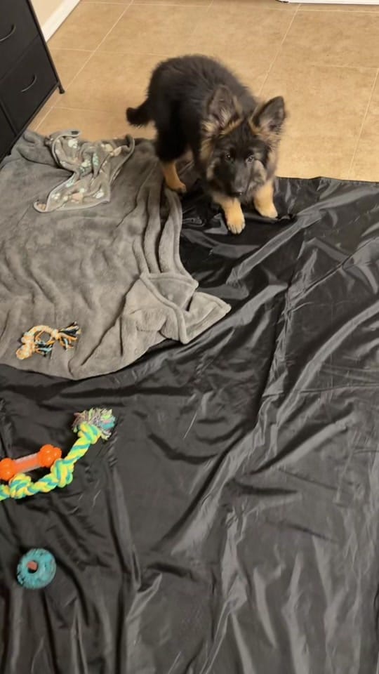 Post 8 by Lil_Willow on TikTok (video)