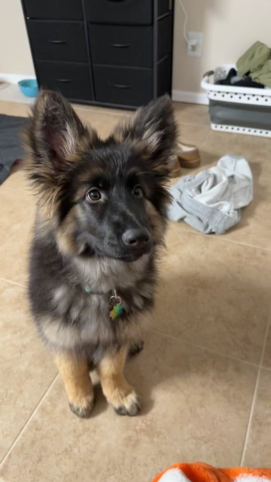 Post 9 by Lil_Willow on TikTok (video)
