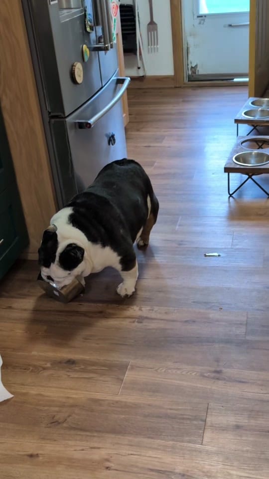 Post 9 by Wendy and Rolo on TikTok (video)