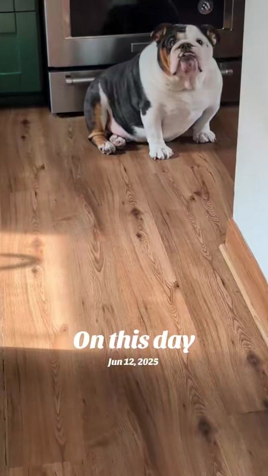 Post 6 by Wendy and Rolo on TikTok (video)