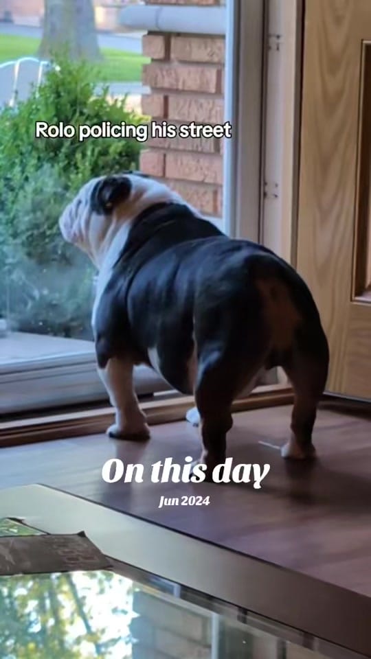 Post 7 by Wendy and Rolo on TikTok (video)