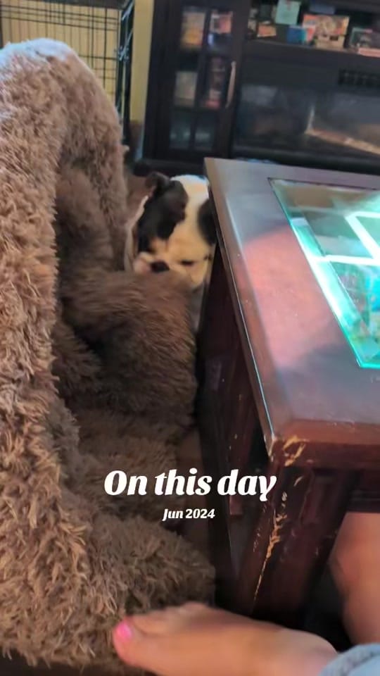 Post 2 by Wendy and Rolo on TikTok (video)