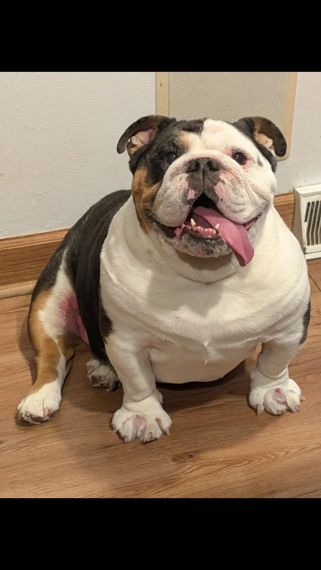 Post 3 by Wendy and Rolo on TikTok (video)