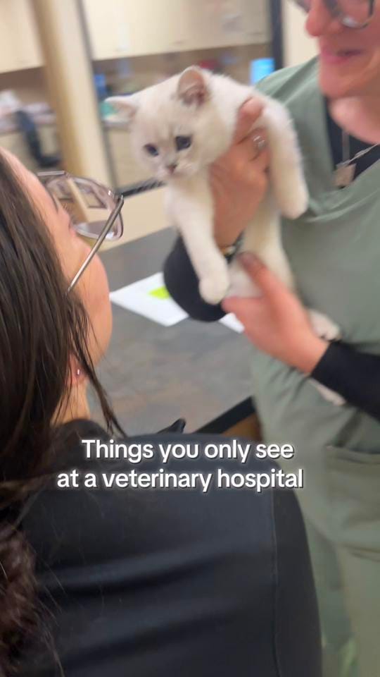 Post 8 by Glove Cities Vet Hospital 🐾 on TikTok (video)