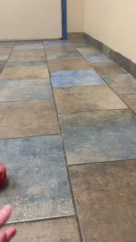 Post 5 by Glove Cities Vet Hospital 🐾 on TikTok (video)