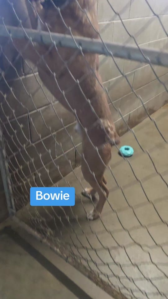 Post 4 by P.A.W.S. on TikTok (video)