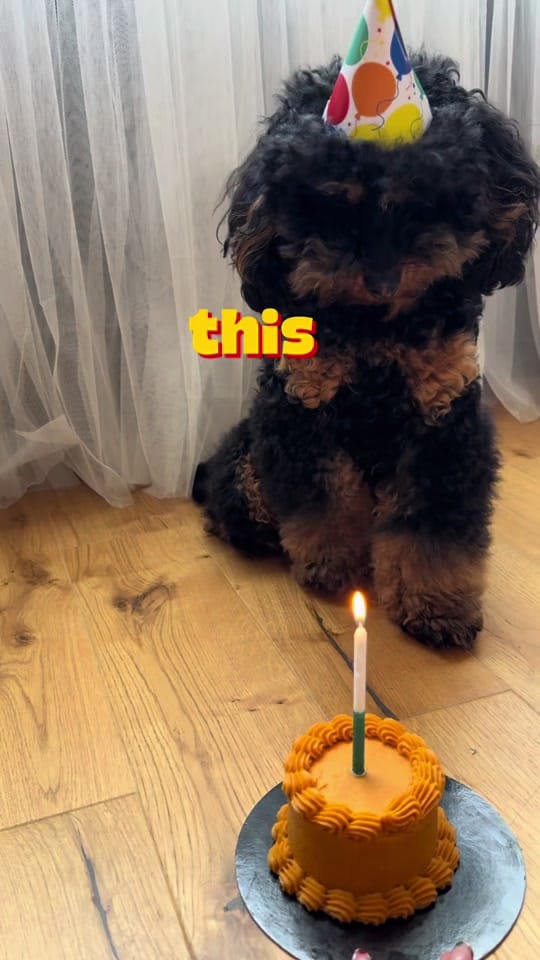 Post 1 by rude cookies on TikTok (video)
