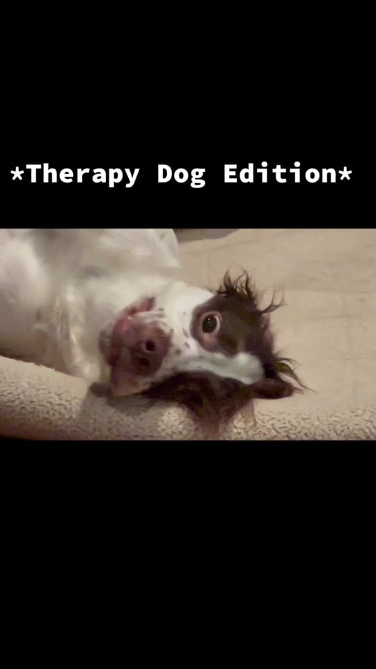 Post 10 by Arya Bear the Brittany on TikTok (video)