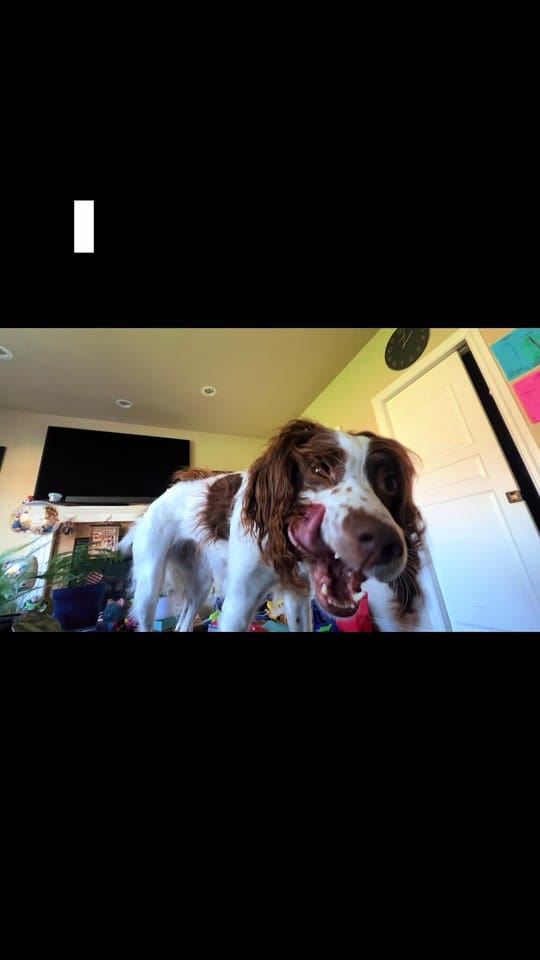 Post 3 by Arya Bear the Brittany on TikTok (video)