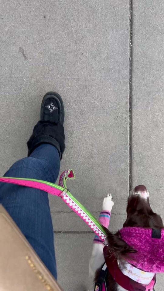 Post 9 by Arya Bear the Brittany on TikTok (video)