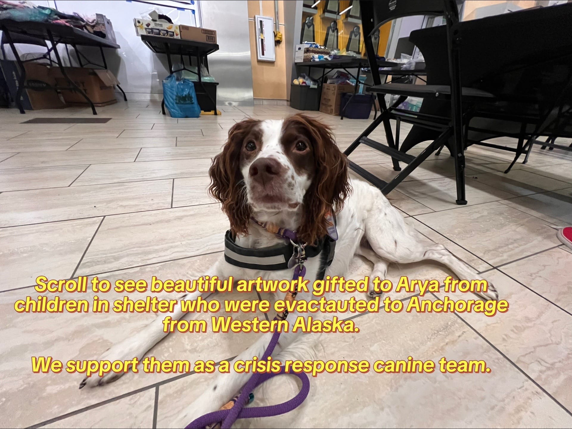 Post 4 by Arya Bear the Brittany on TikTok (video)