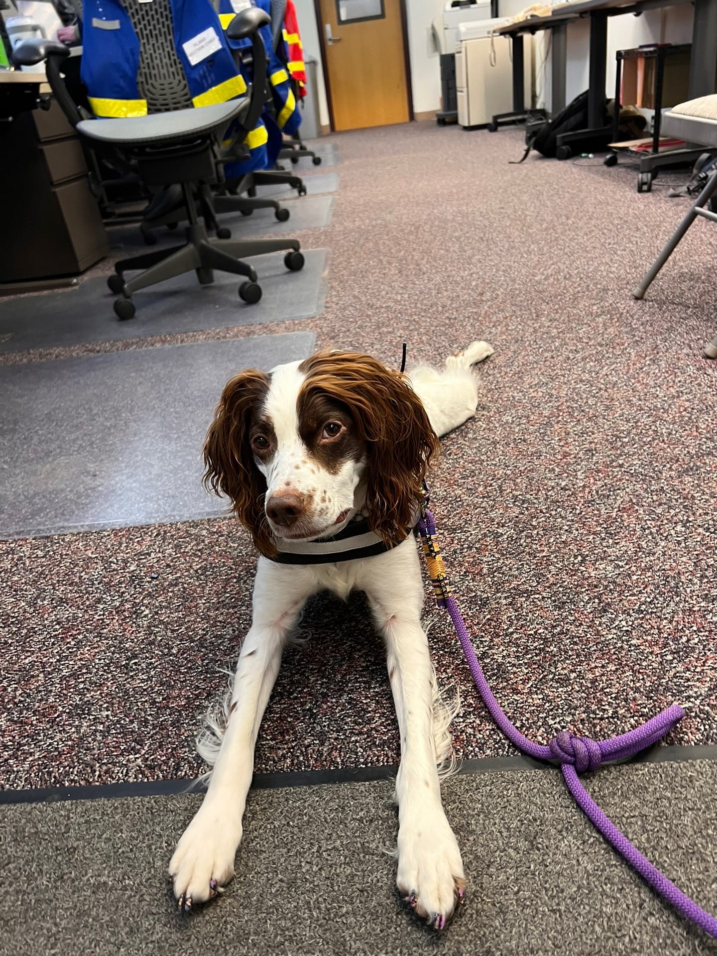 Post 6 by Arya Bear the Brittany on TikTok (video)