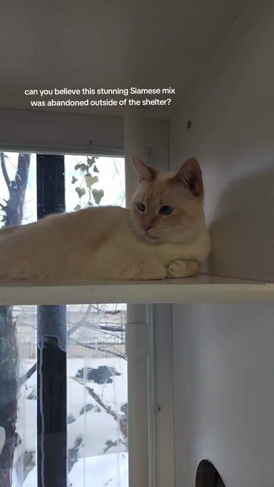 Post 1 by rekuhrescues on TikTok (video)