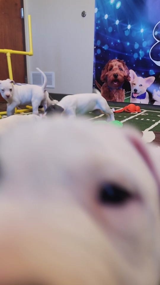Post 9 by rekuhrescues on TikTok (video)