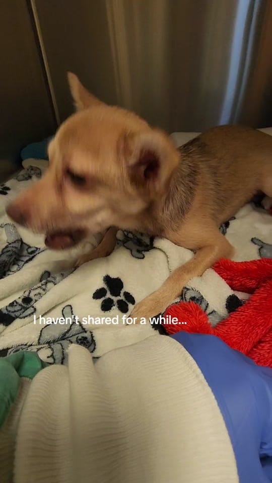 Post 7 by rekuhrescues on TikTok (video)
