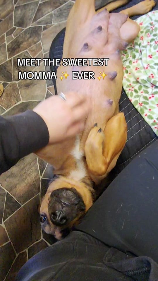 Post 6 by rekuhrescues on TikTok (video)