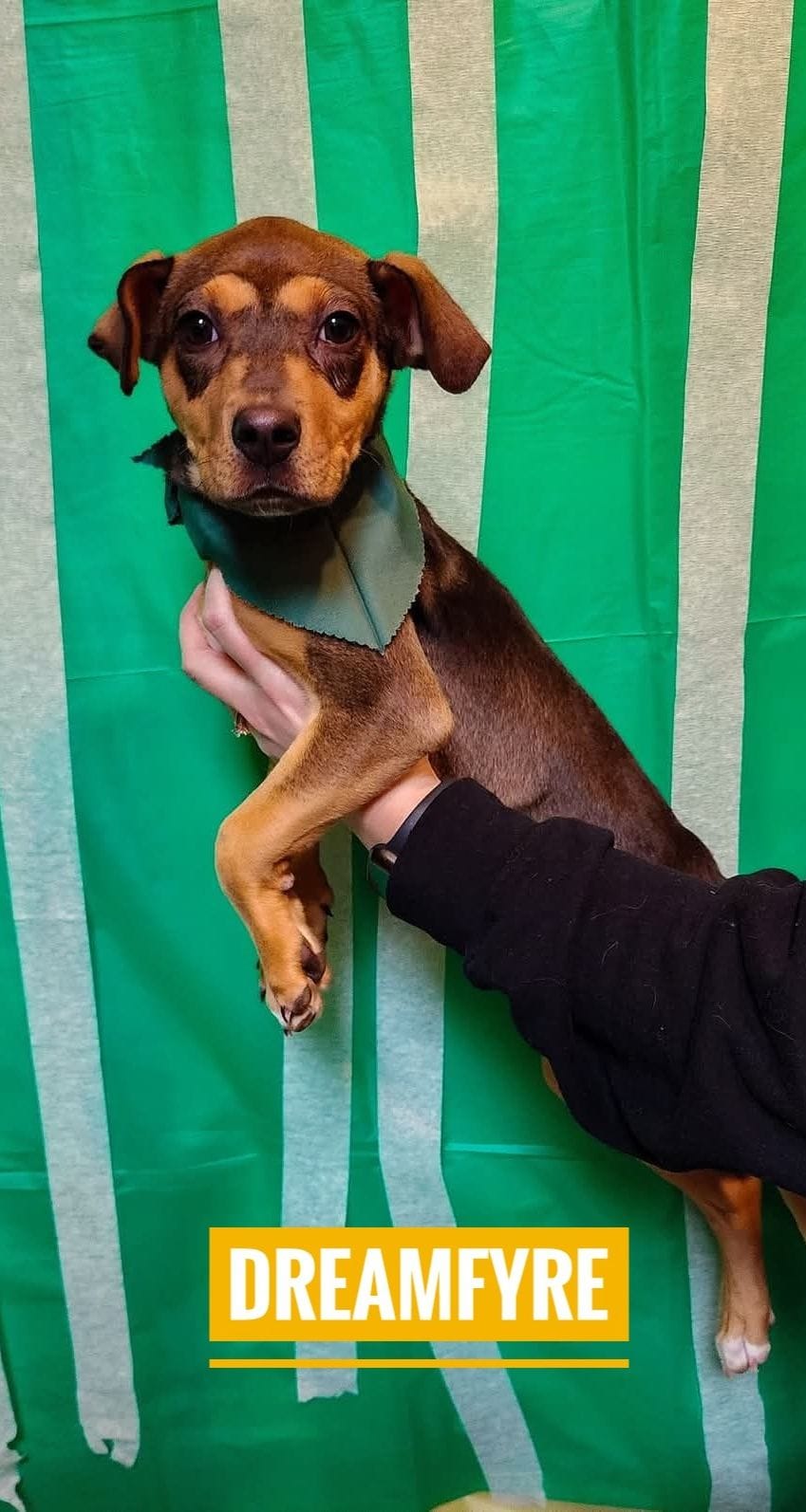 Post 4 by rekuhrescues on TikTok (video)